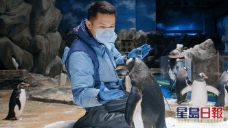 護理員特別留意企鵝的呼吸及心跳。 海洋公園提供