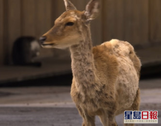 疫情下，奈良公園的梅花鹿沒有被遊客過度餵飼。