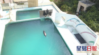 Honey被困泳池。Dolphin Project图