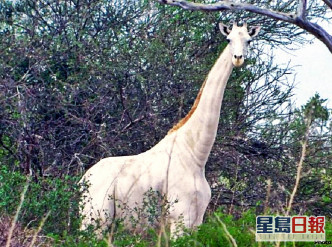 肯尼亚白色长颈鹿外观独特，为当地珍稀动物。Hirola Conservation Center