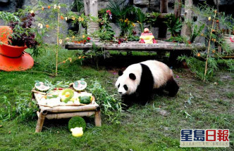 大熊貓「七七」享受生日美食。新華社