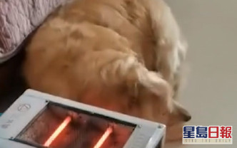 金毛寻回犬的毛被暖炉烧焦。网上图片