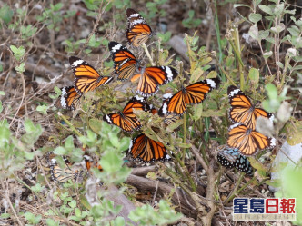 斑蝶群集，2020年11月摄于分流。绿色力量图片