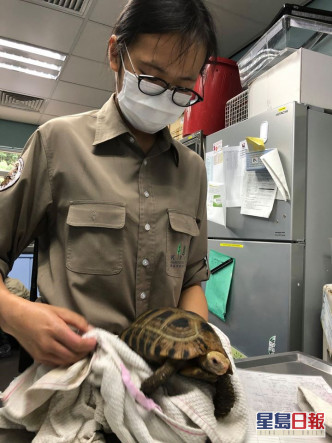 動物護理員小心檢查黃頭象龜的狀況，為龜隻前往太平動物園作好準備。嘉道理農場暨植物園 FB