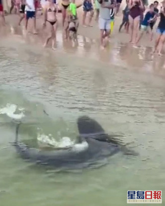 鯊魚靠近海岸時，大批泳客被嚇得逃回岸上。網圖