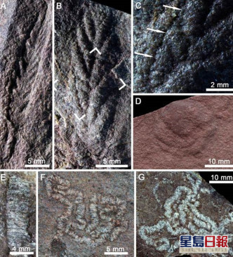 研究團隊日前於柴達木盆地尋獲一組5.5億年前的化石群。網上圖片