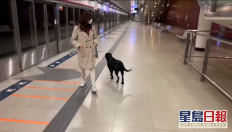 迷途狗在荃灣西站月台流連。網民Erica Chung圖片