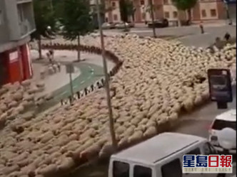 數百隻羊咩湧入街道霸佔了整修馬路。網圖