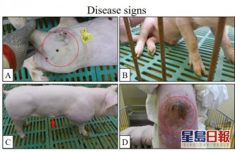 感染變種病毒的豬隻會出現關節腫脹（A）、癱瘓（B）、皮膚腫塊（C）和皮膚壞死（D）等症狀。網圖