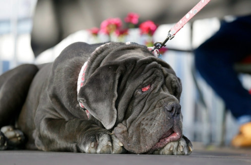 去年获得冠军的拿波里獒犬Martha亦到现场。