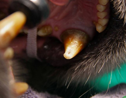 保育員發現團團的上顎左邊犬齒斷裂流血，隨即聯絡動物園獸醫、牙醫及麻醉科醫生等會診。