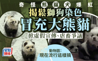 染髮鬆獅狗扮大熊貓意外爆紅   動物園背後有無奈原因……