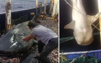 船員鐵鎚狂轟鯨鯊再掉入海 浙江海警拘查涉事漁船與人員