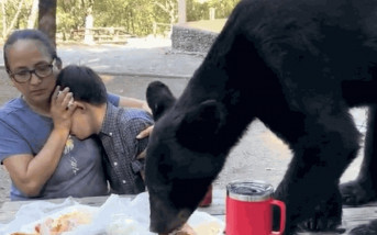 野餐慶生遇大黑熊出沒   母一招冷靜護子獲盛讚瘋傳