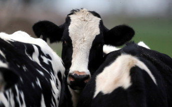 美多州乳牛驗出禽流感   官員：不影響乳製品供應