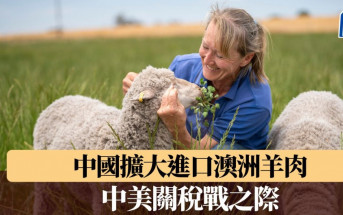 中美關稅戰之際 中國擴大進口澳洲羊肉