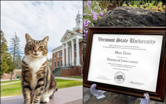 美虎紋貓每天到大學聽課  獲頒榮譽博士學位