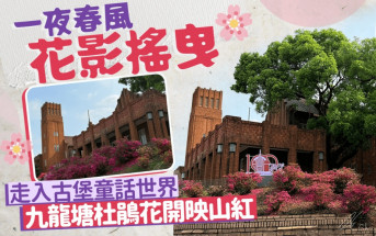 九龍塘杜鵑花開映山紅 一夜春風花影搖曳 走入古堡童話世界｜Juicy叮