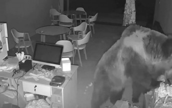 熊出沒注意︱西藏奶茶店深夜遭掃場  兇手原來是3隻熊