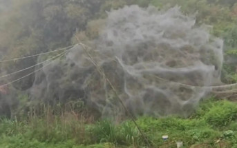 福建山坡被「蜘蛛網」覆蓋嚇親村民  林業局：料毛毛蟲吐絲危害不大