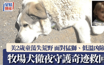 美2歲童迷失荒野 走11公里被機靈牧場犬發現 奇迹帶回安全地