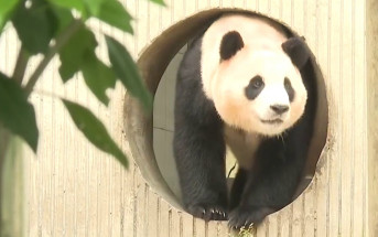 大熊貓「福寶」回國後首次公開亮相  適應良好大口狂吃竹子