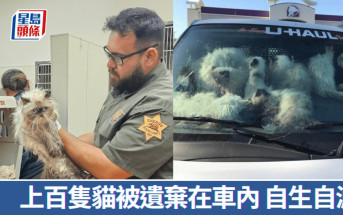 恐怖虐畜｜逾百貓遭冷血婦塞入貨車   斷水斷糧監生高溫烤焗