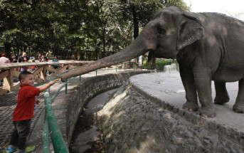 全球最孤獨大象︱菲律賓明星象49歲離世  被圈養動物園33年無同伴