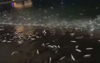 地震預兆？汕頭南澳島海灘大量魚躍出水面擱淺  專家咁解釋