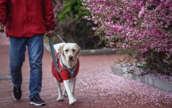 每日雜誌｜導盲犬須隔離60天 內地視障旅客失望折返 攜犬外遊標準各異 規條複雜宜看清
