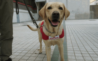 導盲犬Funny︱檢驗報告指「懷疑中毒致死」  導盲犬中心：不排除報警