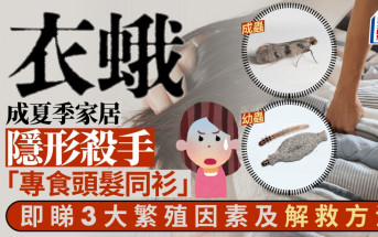 衣蛾成夏季家居隱形殺手 「專食頭髮同衫」 即睇3大繁殖因素及解救方法