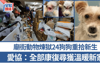 廟街動物煉獄24狗狗重拾新生 愛協：全部康復尋獲溫暖新家