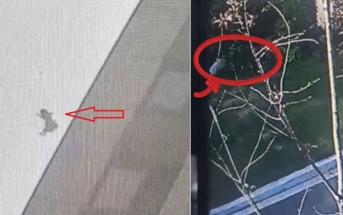 黑龍江不死貓16樓跌落街「零受傷」  主人：呢個姿勢救一命︱有片
