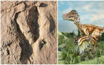 福建發現的世界最大恐爪龍類足跡
