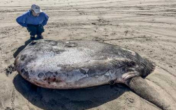 美國海濱小鎮驚現罕見巨魚沖上岸  專家：這種魚向來僅於南半球水域出沒