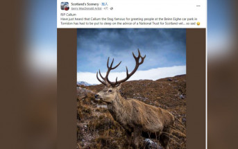 愛殺︱蘇格蘭傳奇網紅鹿遭安樂死  原因是遊客做錯一件事
