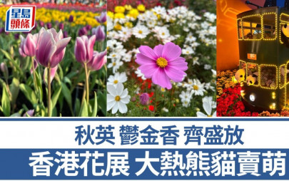 香港花展｜秋英鬱金香齊盛放  大熱熊貓賣萌｜周末好去處