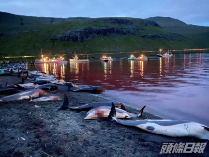海面被染成血紅色。Sea Shepherd Faroe Islands Campaign facebook圖片