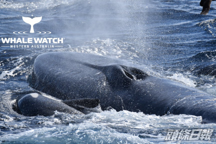 藍鯨漸漸體力不支,上水面換過最後一次氣後便葬身大海。Whale Watch Western Australia Facebook專頁圖片