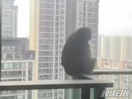 猴子連30多樓的高層單位也不放過。影片截圖