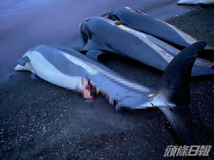 大批被屠宰海豚等待運走。Sea Shepherd Faroe Islands Campaign facebook圖片