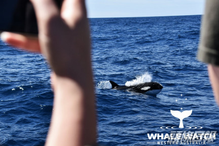 專家們都認為此場面十分罕見。Whale Watch Western Australia Facebook專頁圖片