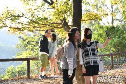 有逾百名遊人前來大棠自然教育徑賞楓拍照。