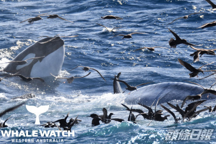 多達75條殺人鯨(即虎鯨),圍攻一條體長16公尺的年輕藍鯨。Whale Watch Western Australia Facebook專頁圖片