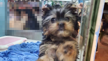 旺角寵物店約瑟爹利犬被盜 偷狗女賊犯案過程僅半分鐘