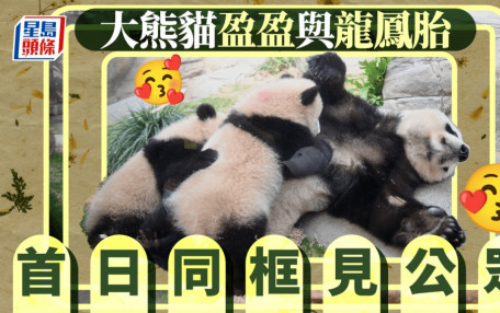 大熊貓︱盈盈與龍鳳胎首日見公眾  逾3000張時間票中午前派完
