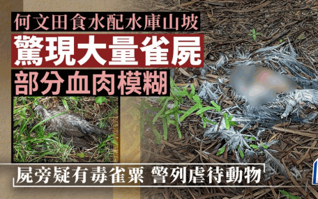 何文田食水配水庫驚現大量雀屍 部分血肉模糊 屍旁疑有毒雀粟
