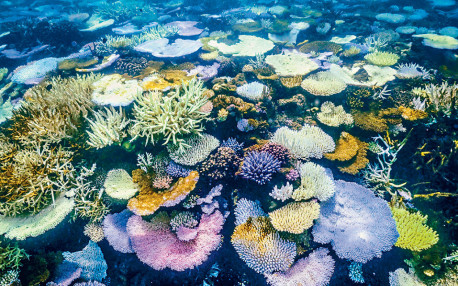 美：暖化令全球珊瑚礁第4次大規模白化