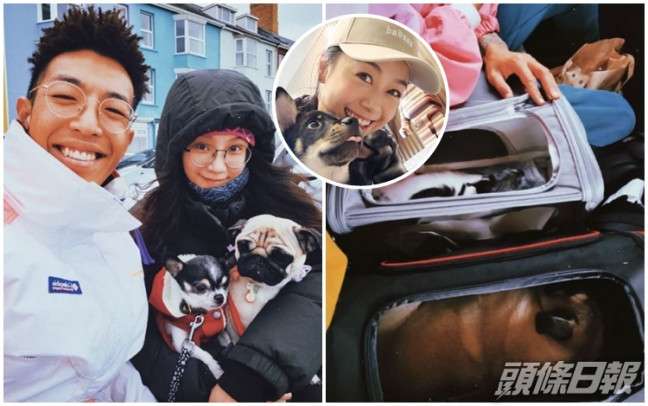 歐陽巧瑩和林師傑帶同兩隻愛犬一同移民。